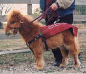 horse4a.jpg (102549 bytes)